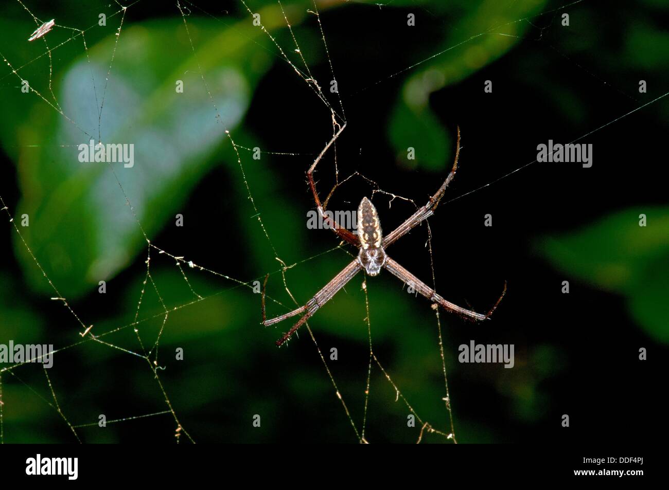 writing spiders stock photos writing