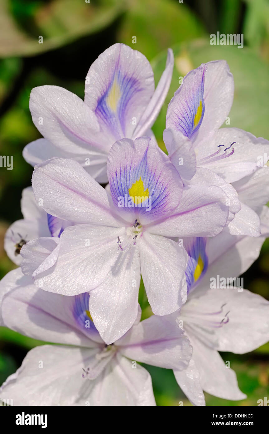 Common Water Hyacinth Eichhornia Crassipes Flowers Stock Photo Alamy