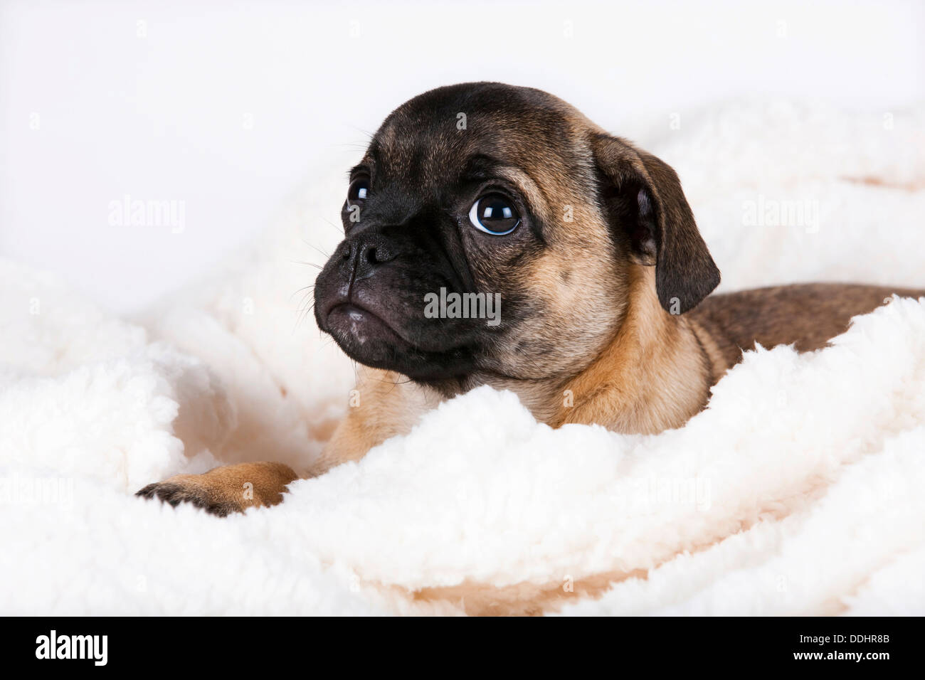 retro pug pug puppy so called retro pug stock photo royalty free image 60013083 alamy retro pug pug puppy so called retro pug stock photo royalty free image 60013083 alamy
