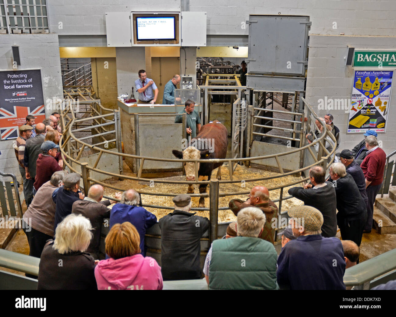 cattle auction bakewell england Stock Photo, Royalty Free Image