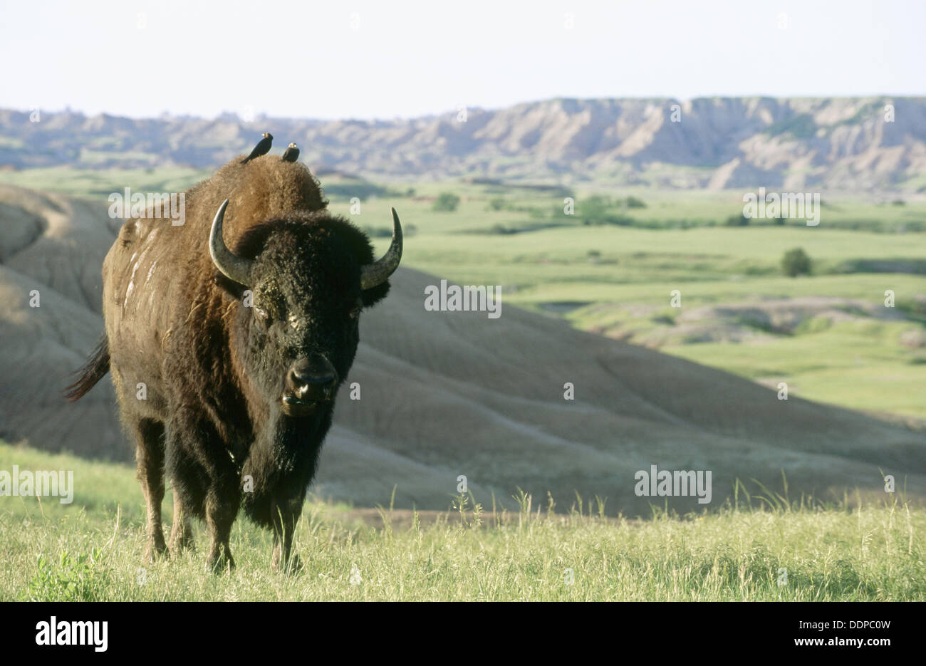 American Bison (Bison bison). Badlands National Park. South Dakota Stock Photo, Royalty Free