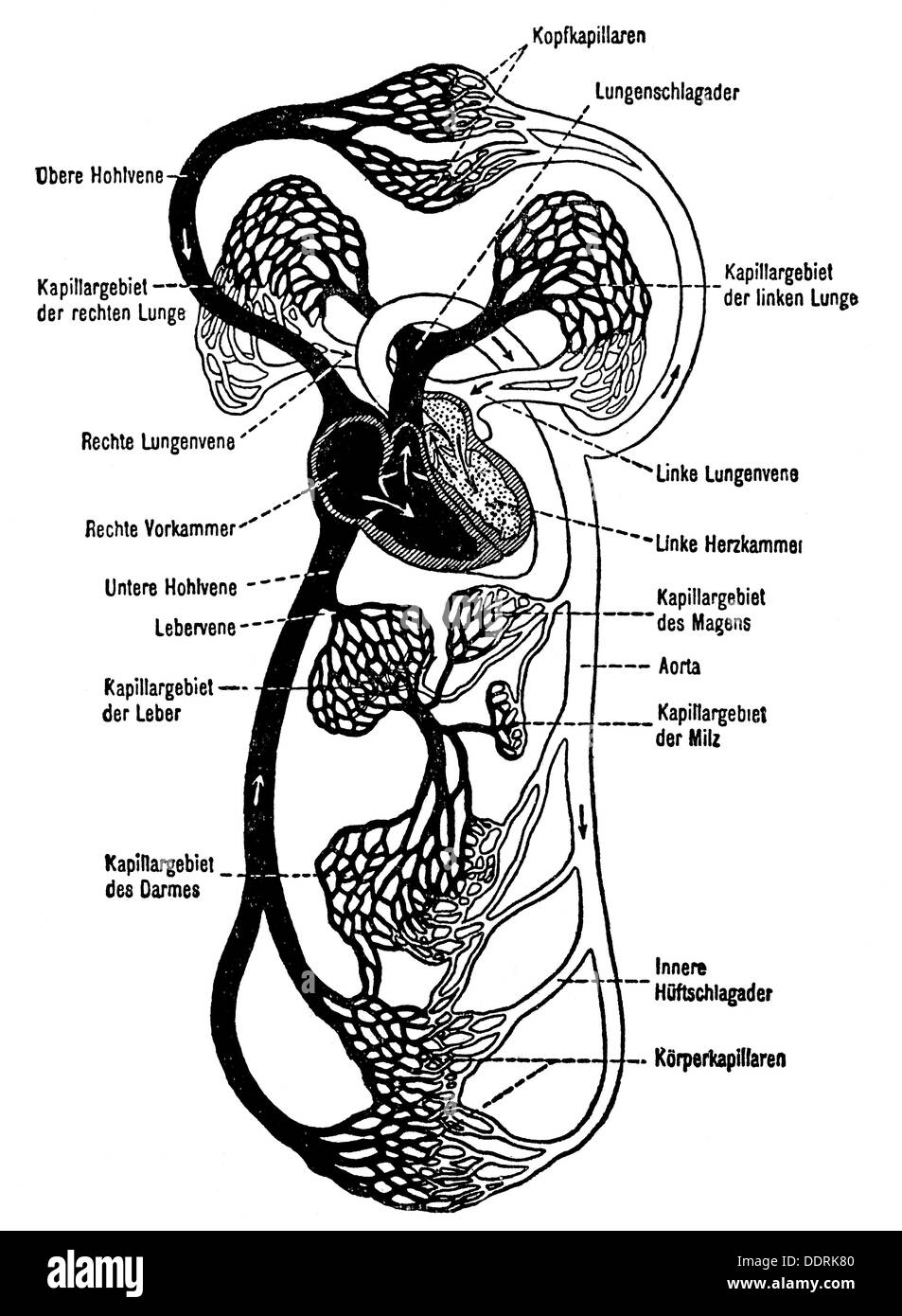 medicine anatomy blood circulation schematic diagram ...