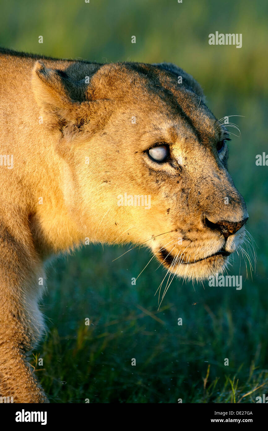 Sick Lion Hi Res Stock Photography And Images Alamy