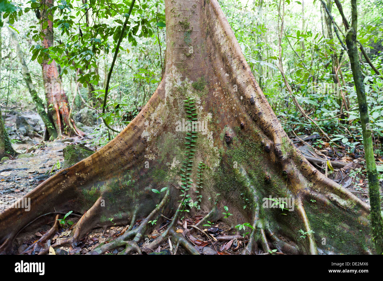 Jungle, tree trunk, buttress roots with climber, bei Tham Nam Thalu