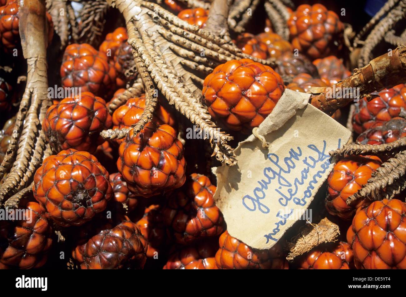 Glouglou,fruit du palmier Raphia, Ile de la Martinique Departement et Stock Photo, Royalty Free