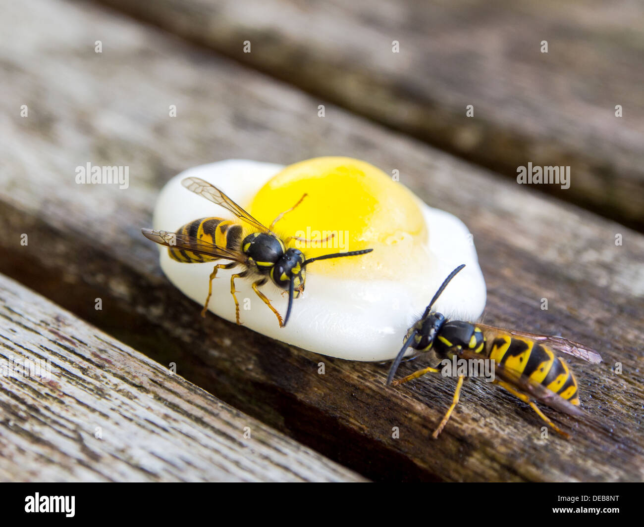 two-wasps-feeding-on-an-egg-shaped-sweet