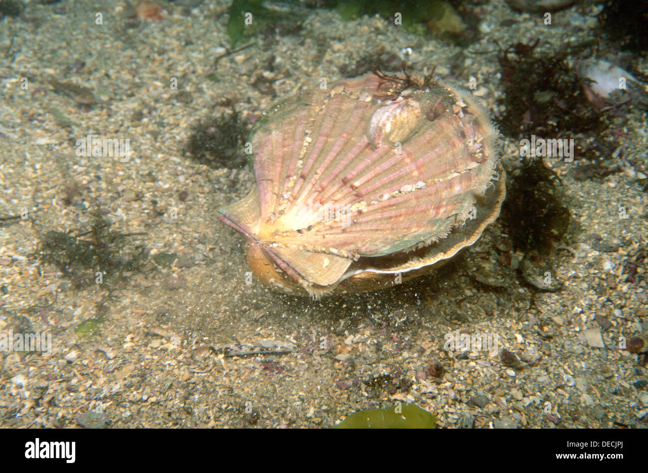 Scallop (Pecten maximus) moving. Galicia, Spain Stock Photo, Royalty Free Image 60514458 Alamy