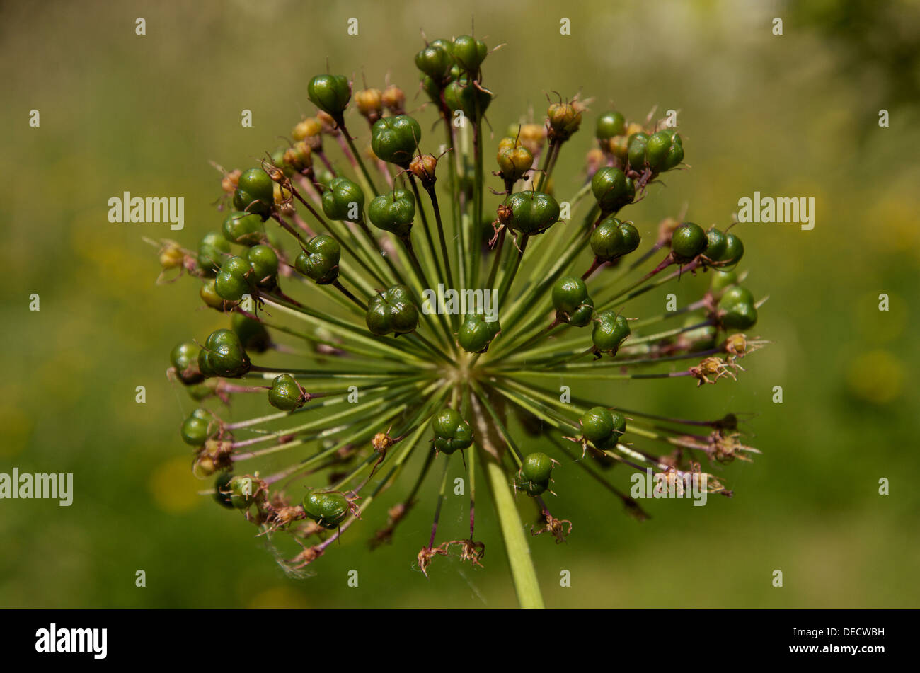 Allium Christophii seed head after flowering is over, covered in Stock