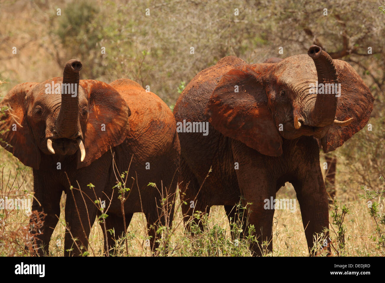 Tsavo Red Elephant Herd Hi Res Stock Photography And Images Alamy