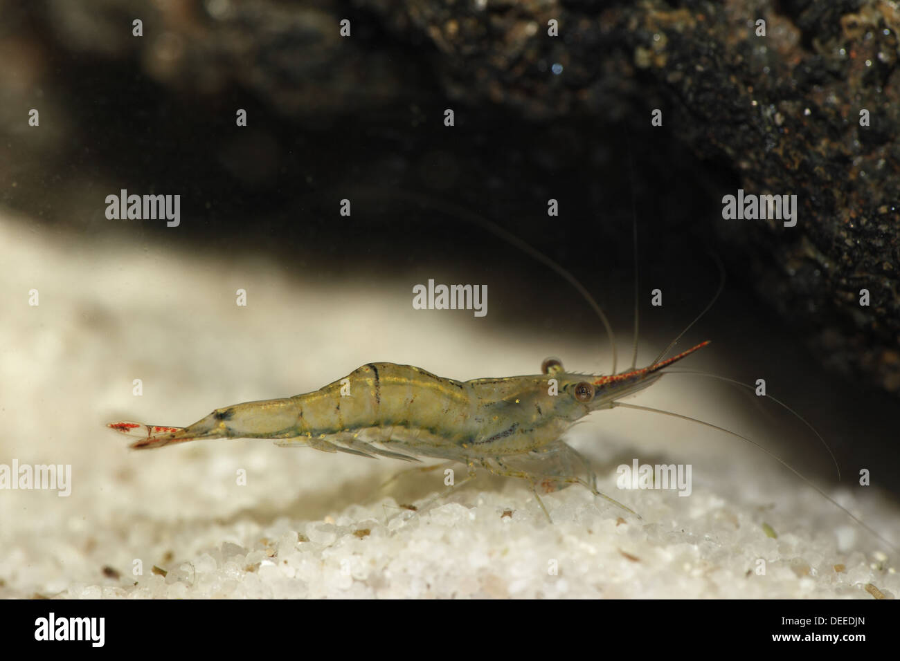 Mosquito Shrimp (Caridina gracilirostris) from Asia Stock Photo