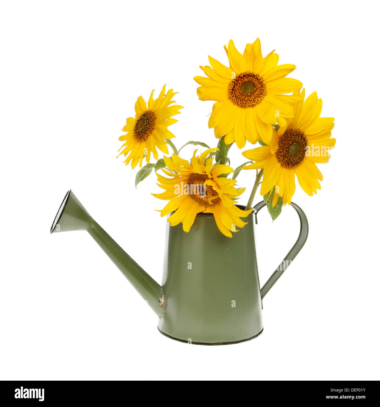 Sunflowers in a watering can isolated against white Stock Photo