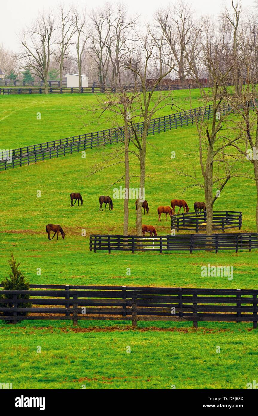 Winstar Farm thoroughbred horse farm, Versailles near Lexington Stock