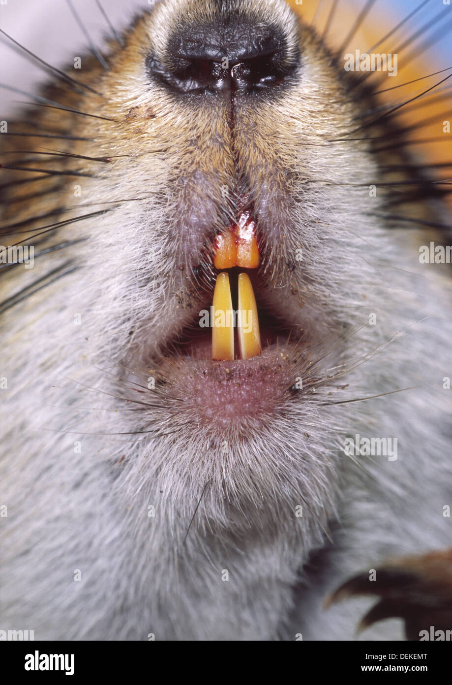 groundhog teeth images