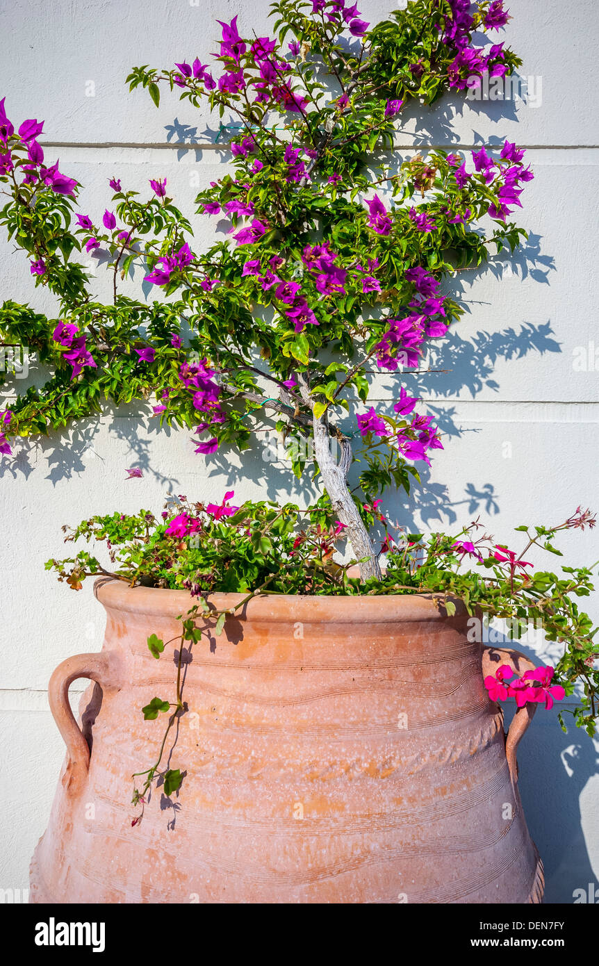 Bougainvillea Terracotta Pot Greece Europe Helkediki Flower Flora Stock