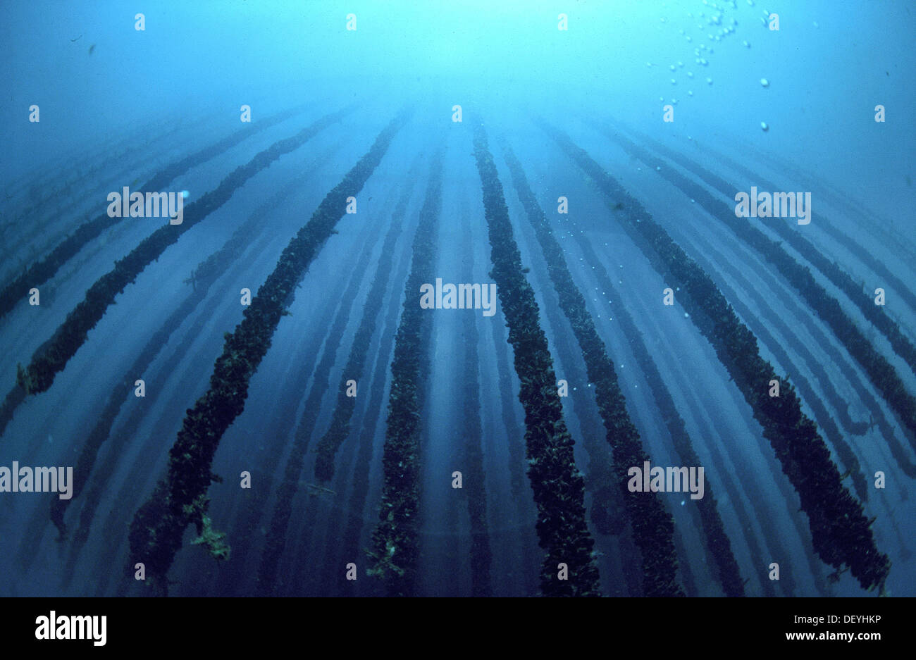 Mussel farm. Galicia, Spain Stock Photo, Royalty Free Image 60842874