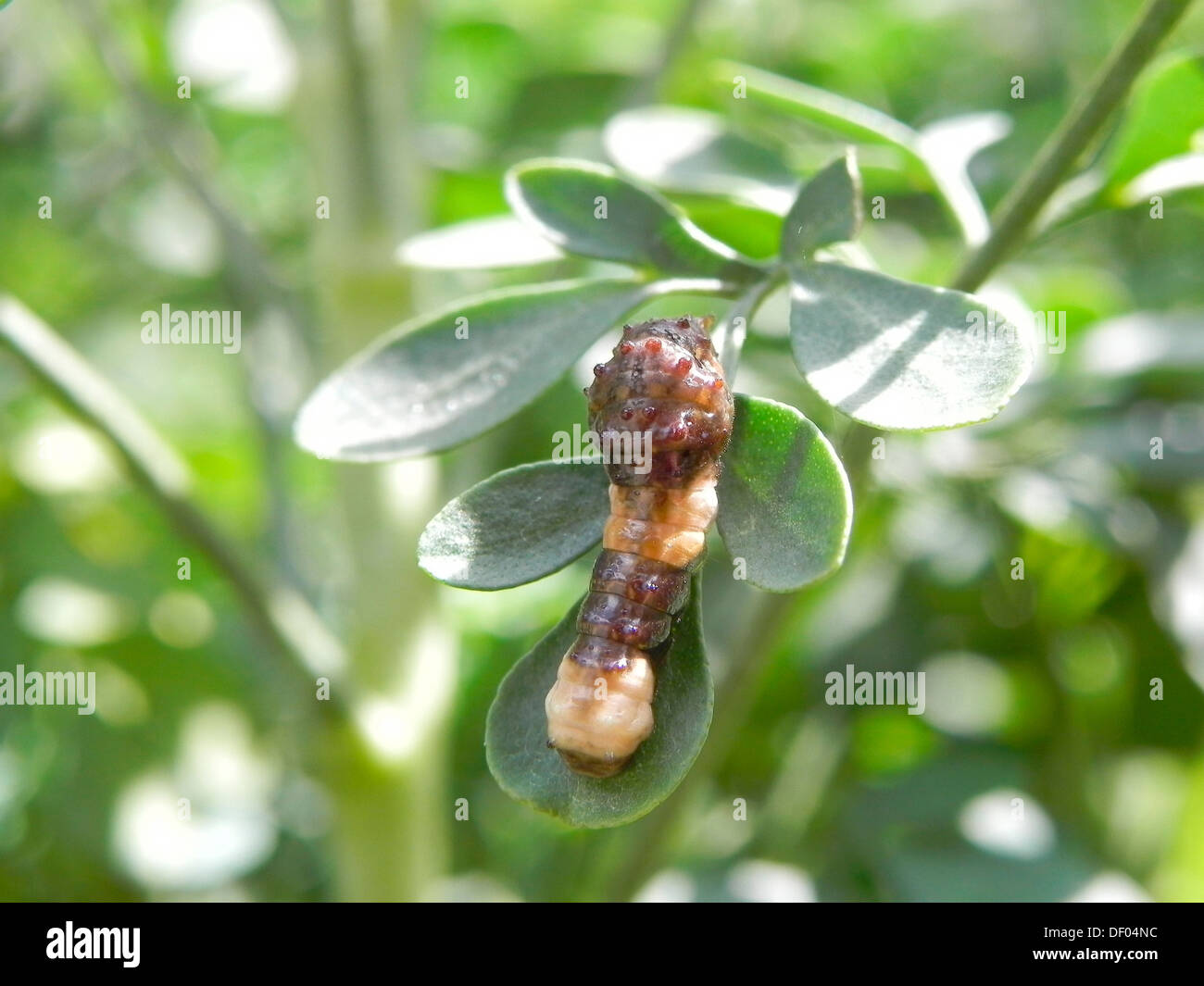 caterpillar of the giant swallowtail butterflypapilio cresphontes DF04NC