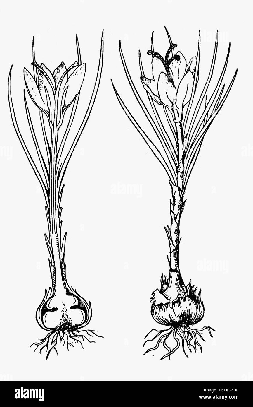 Saffron, longitudinal section (left) and full plant. Antique drawing