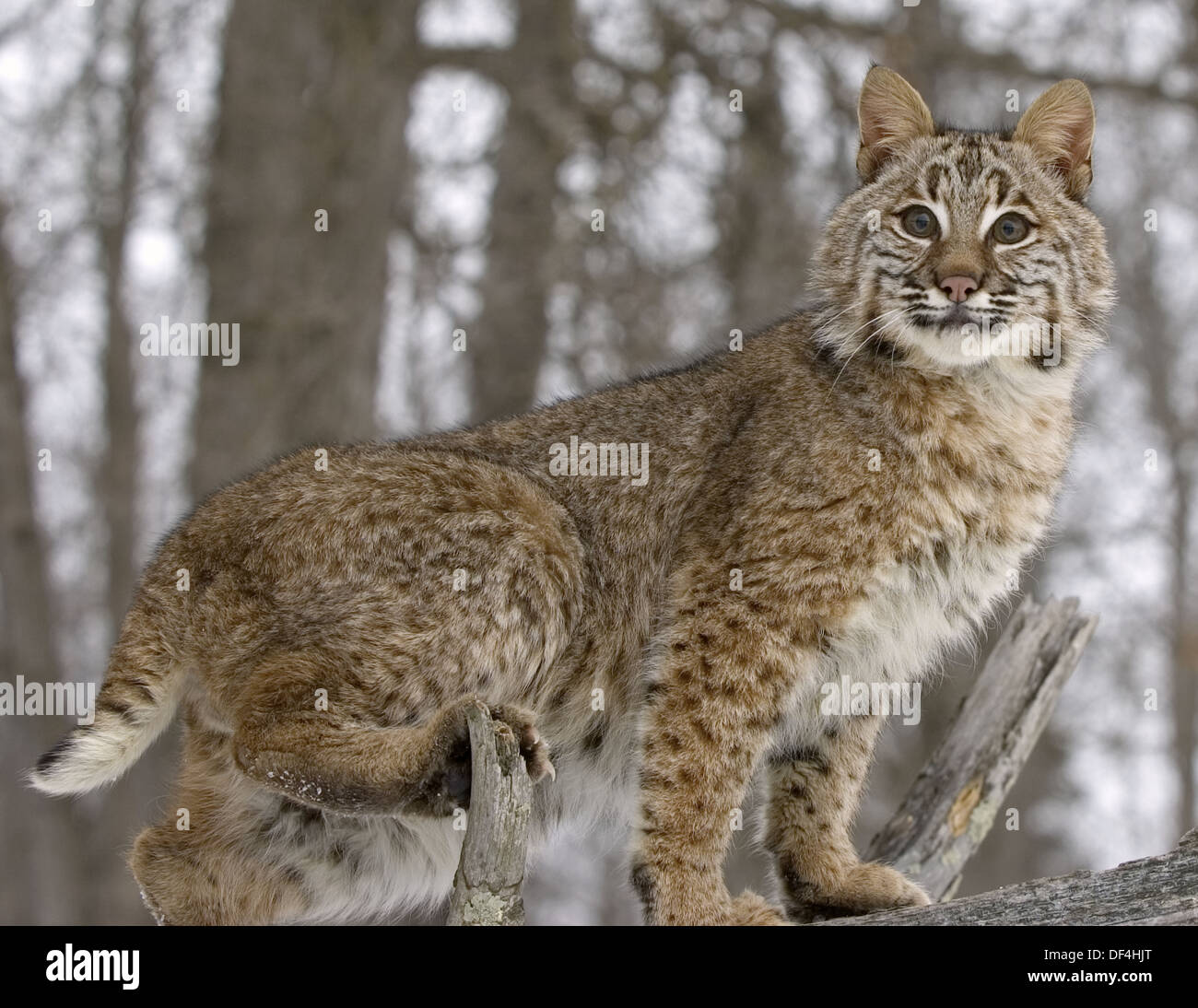 Bobcat (Lynx rufus) photographed in Minnesota woods Stock Photo