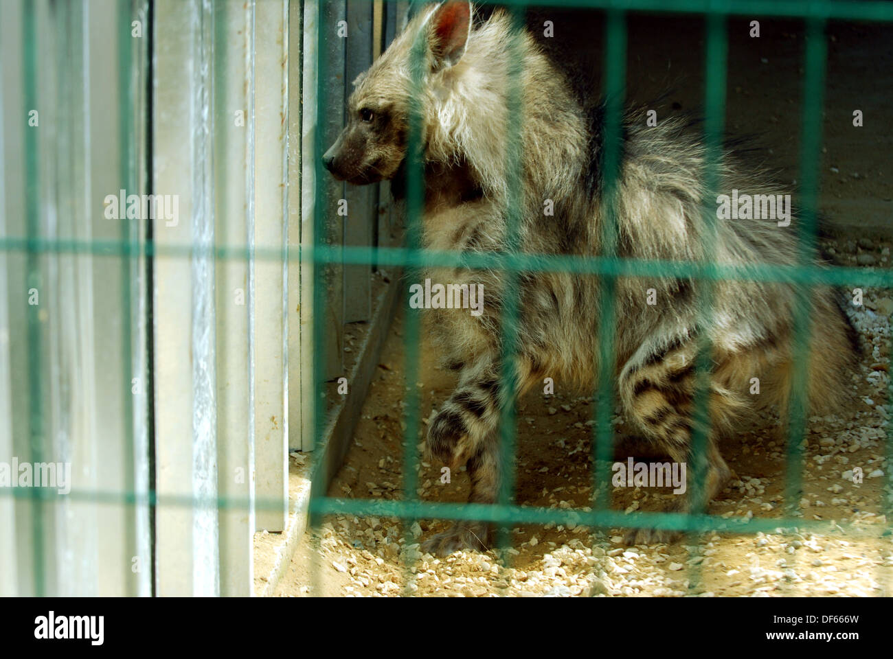 zoo.is