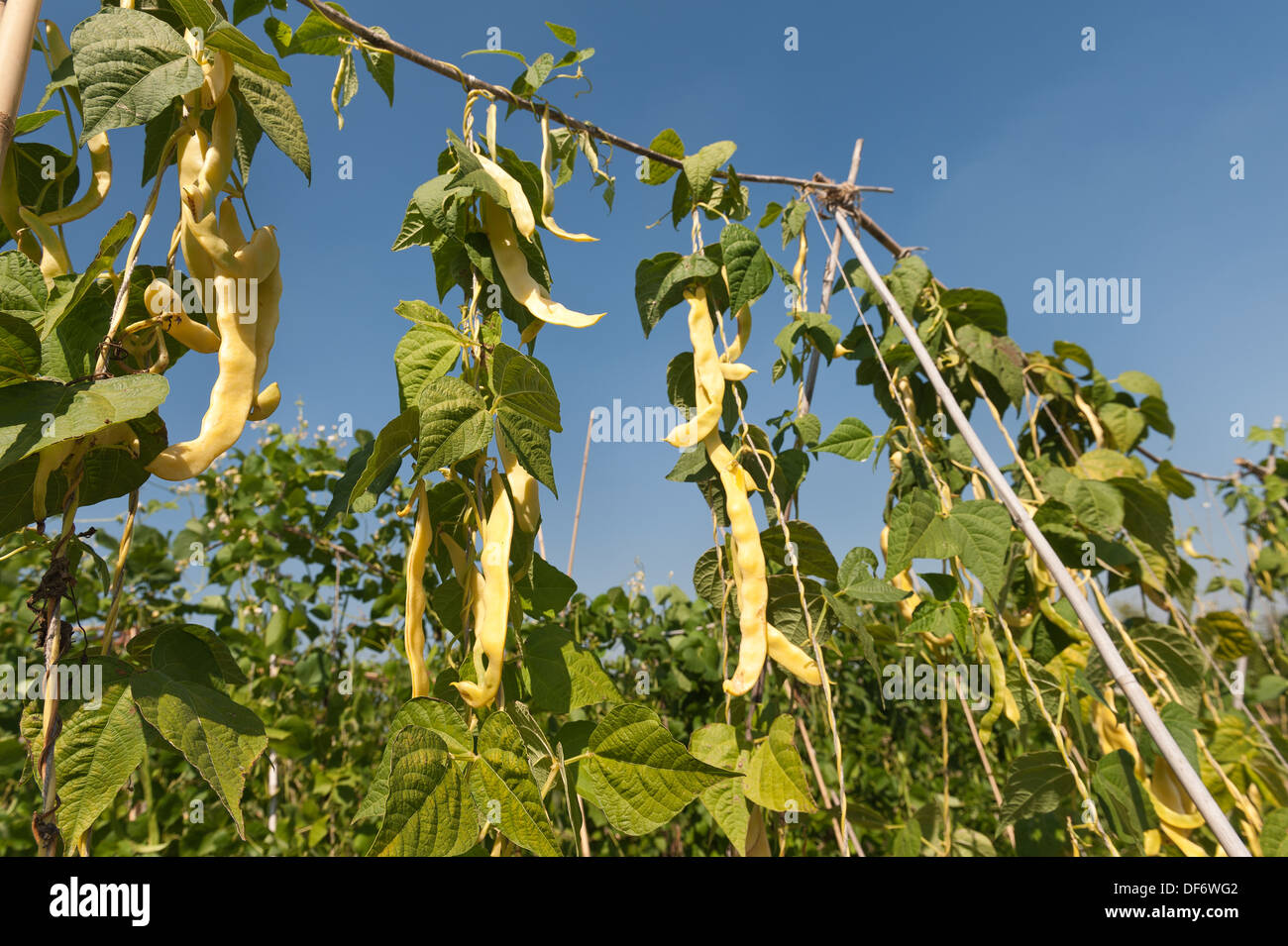 Climbing French runner bean Goldfield ripening in an organic Stock