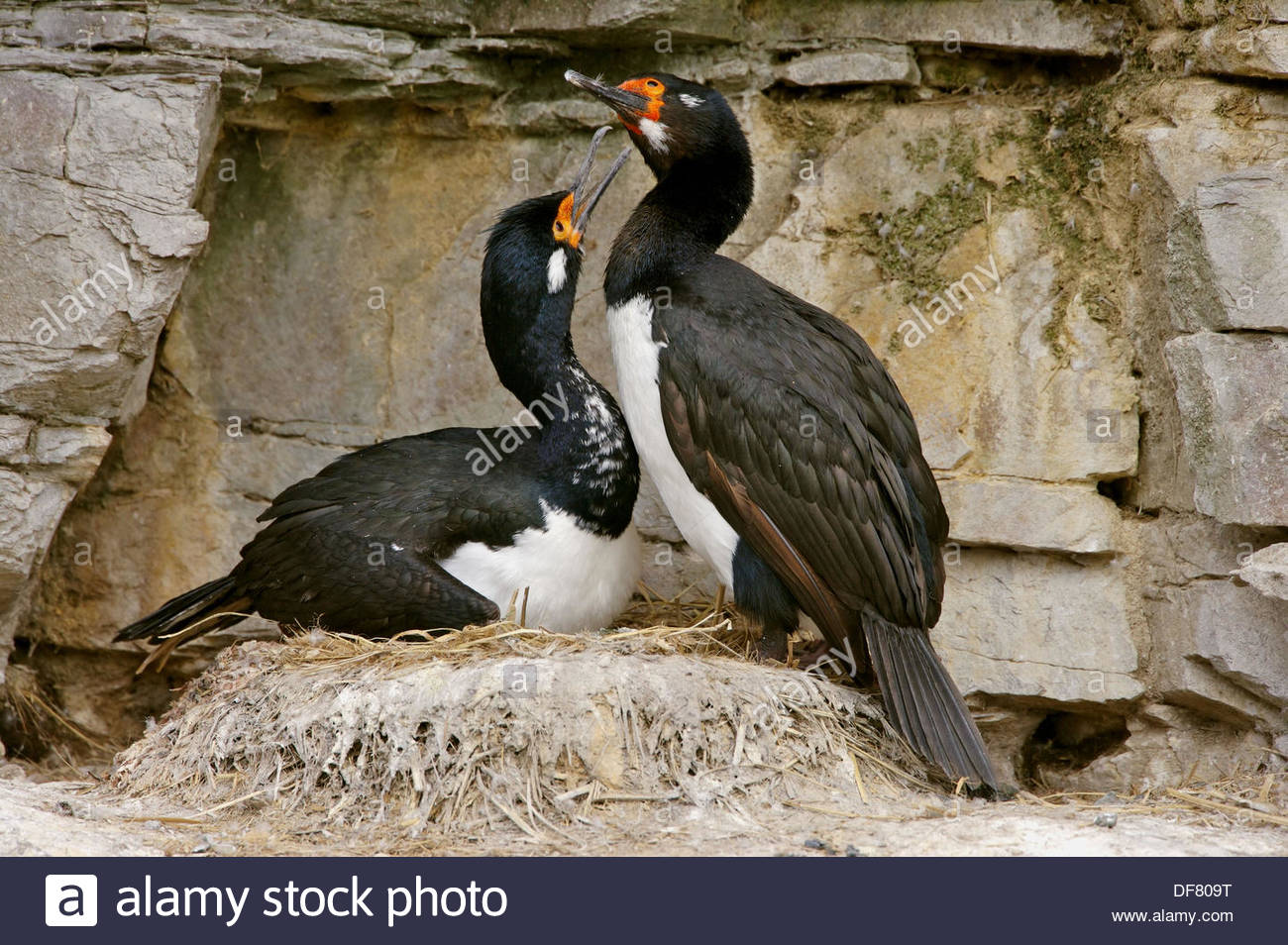 Rock Cormorant Phalacrocorax magellanicus Stock Photo, Royalty Free