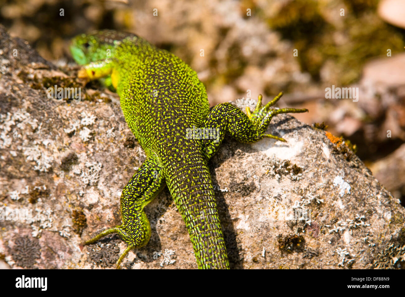 Green lizard (Lacerta viridis), climbing on rock for sunbath, spring