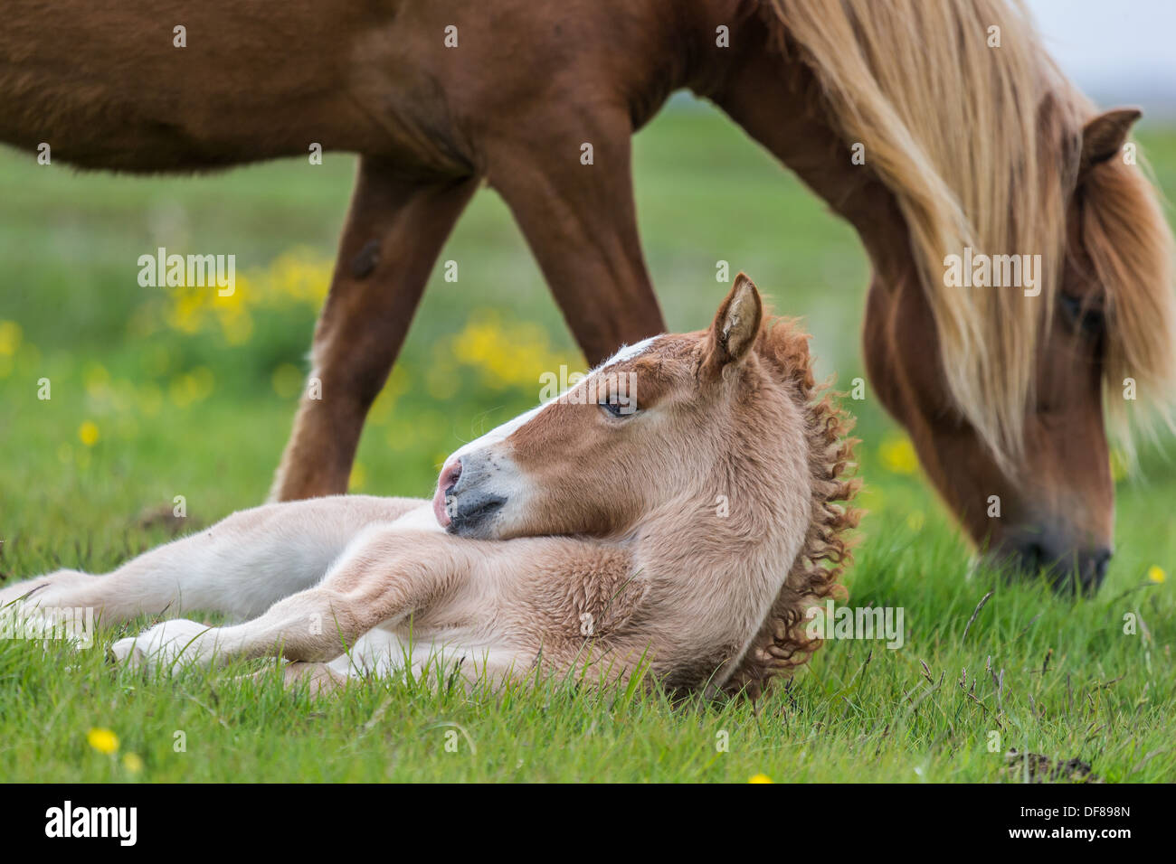 Newborn Wildlife Hi Res Stock Photography And Images Alamy