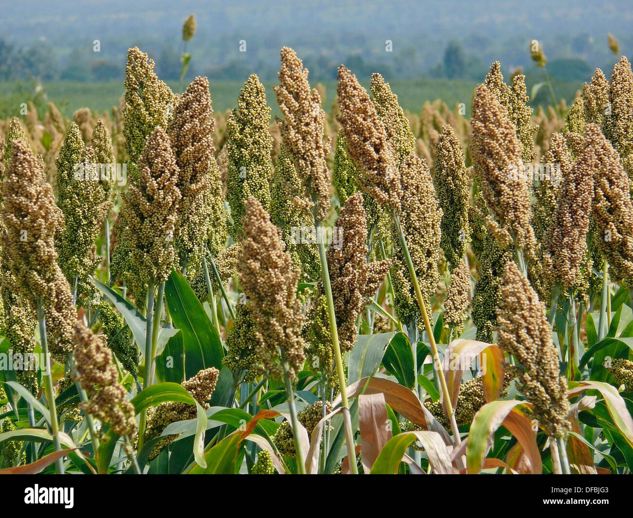 sorghum in india Top sorghum producing countries in the world the united states leads the world in sorghum production sorghum is an important cereal crop grown throughout the world the areas in india where sorghum is largely grown include the maharashtra and karnataka regions. sorghum in india Top sorghum producing countries in the world the united states leads the world in sorghum production sorghum is an important cereal crop grown throughout the world the areas in india where sorghum is largely grown include the maharashtra and karnataka regions.