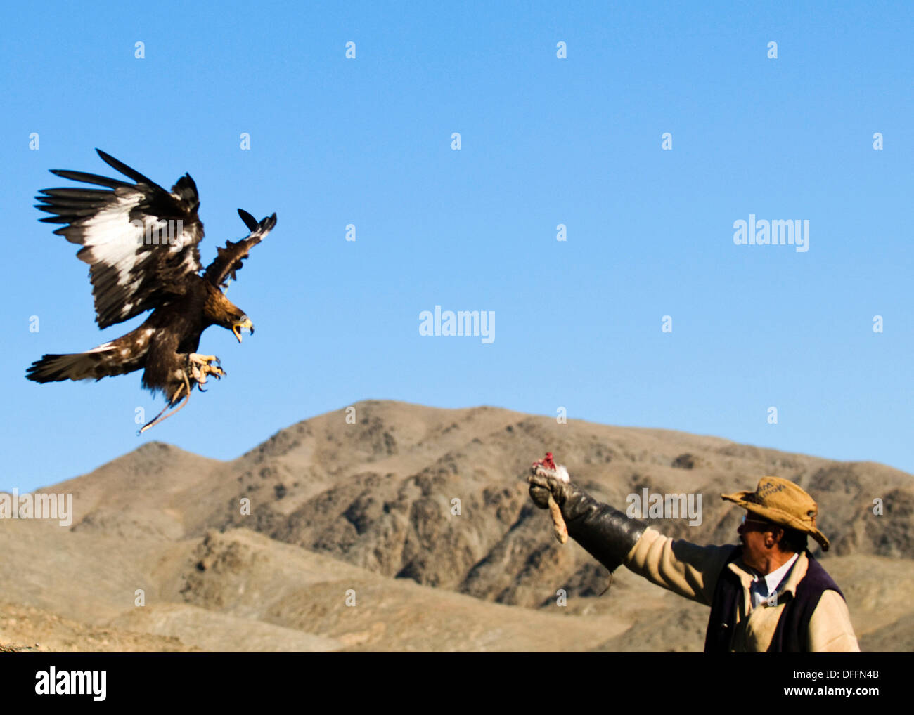 A Kazakh Eagle Hunter Trains His Eagle To Hunt For Prey Stock Photo Alamy