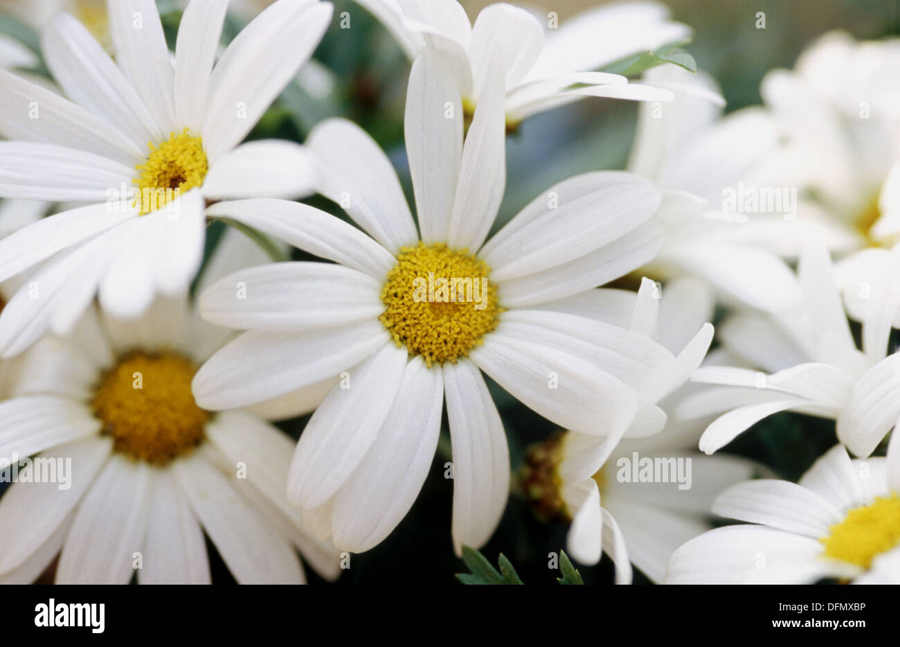 Marguerite Flowers chrysanthemum Sp England , Uk Stock Photo 