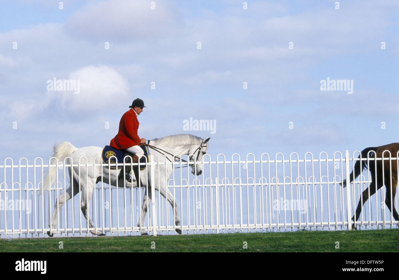 Race horse with steward Stock Photo, Royalty Free Image 61397554 Alamy