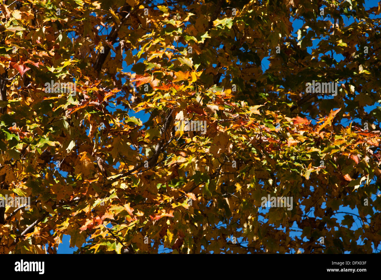 Fall foliage in northern New England. Each autumn the deciduous trees Stock Photo, Royalty Free