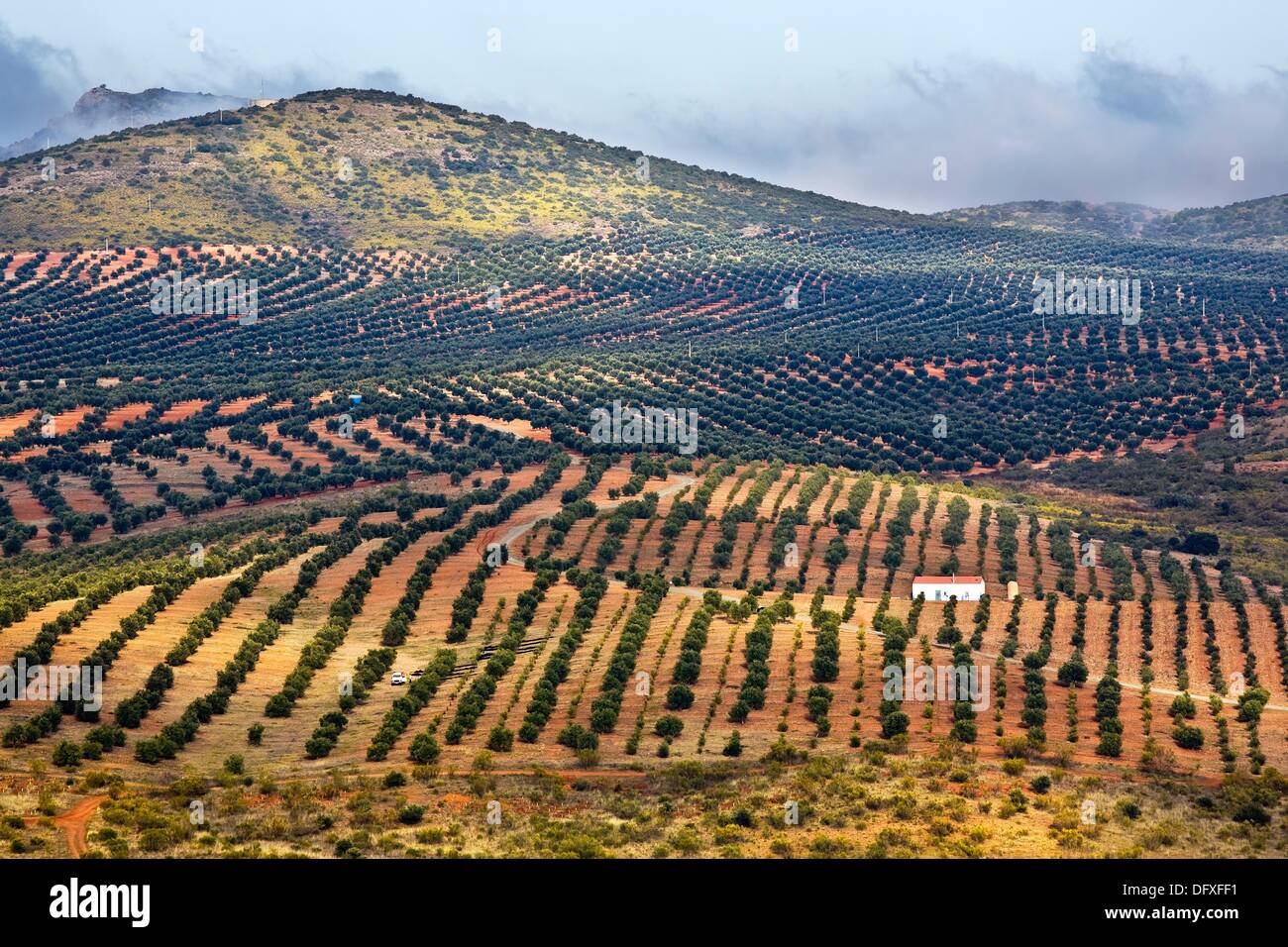 Olive groves in Mora Toledo Castilla la Mancha Spain Stock Photo