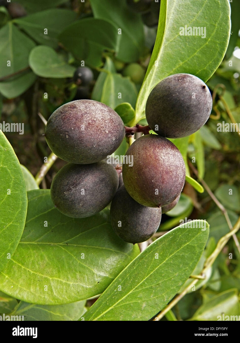 carissa carandas family: apocyanaceae a large climbing trorny