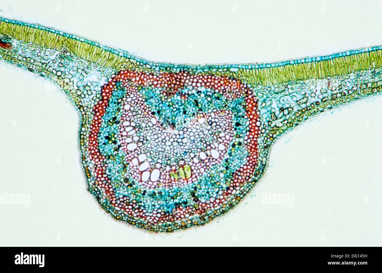 Branching morphology vascular bundle arrangement and