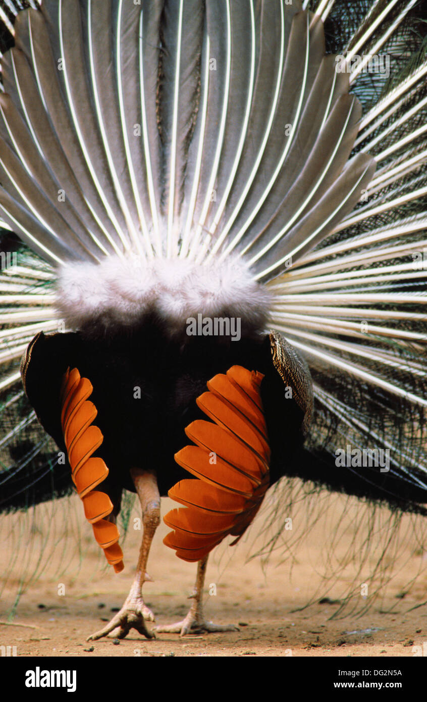 Peacock Displaying Tail Rear View Hi Res Stock Photography And Images