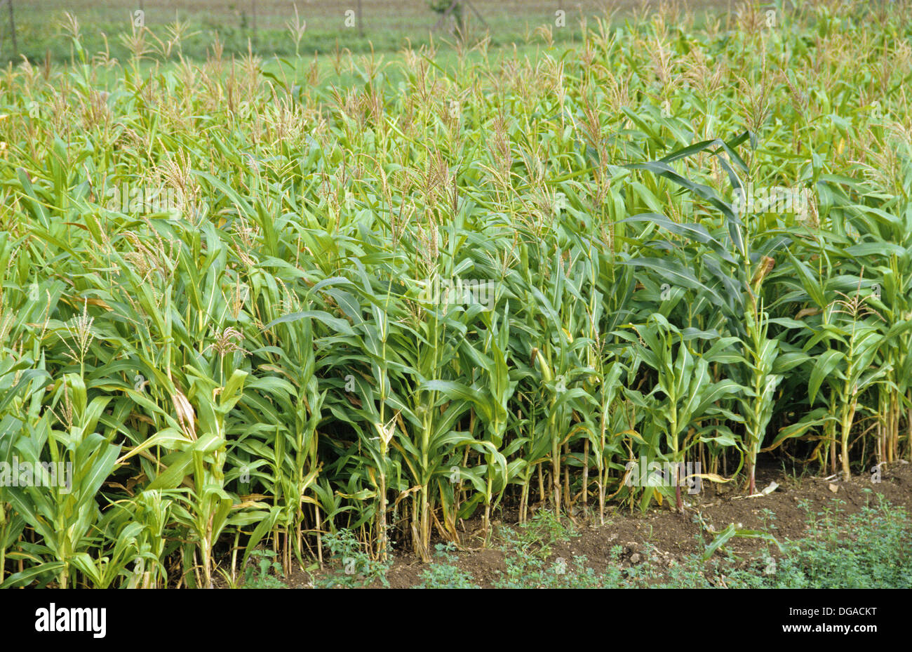 Farm of Maize. Family Poaceae. Genus Zea. Species Z. mays. The Stock