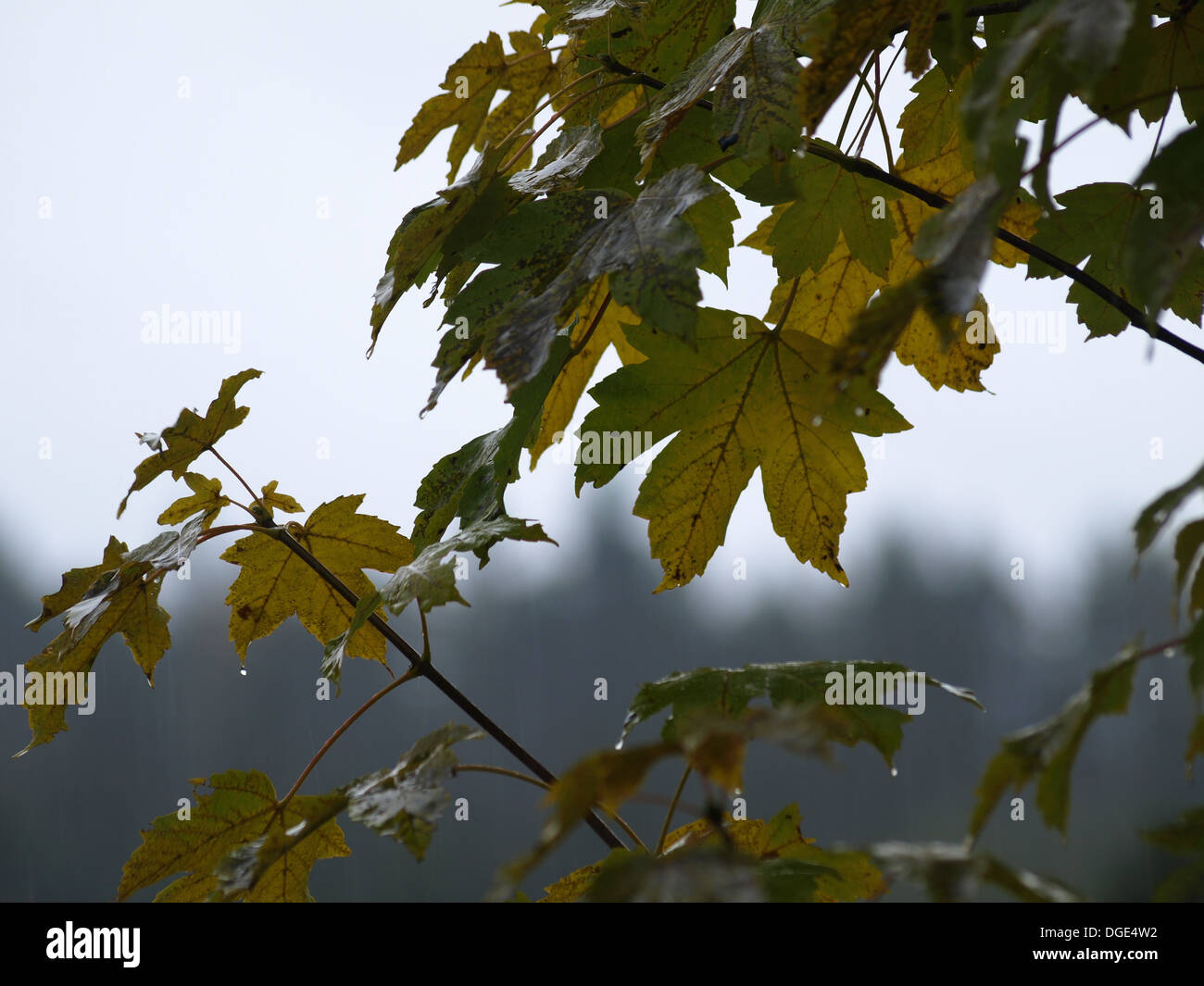 Sycamore Maple Hi Res Stock Photography And Images Alamy