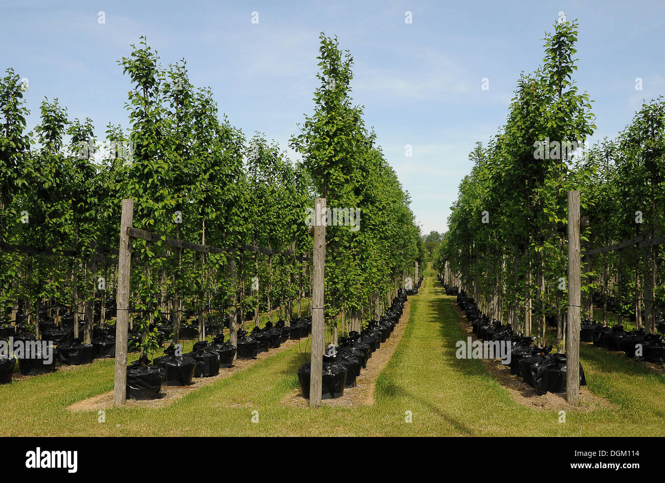 tree nursery trees in pots beech trees fagus tree nursery trees in pots beech trees fagus
