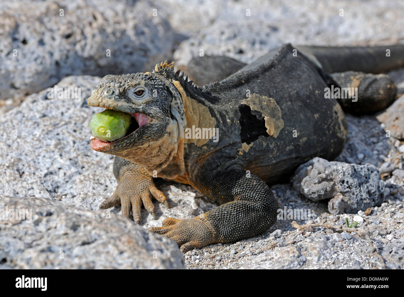 Galapagos Land Iguana (Conolophus subcristatus), island of Plaza Sur