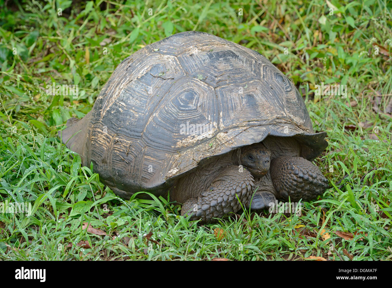 Galapagos Giant Tortoise Geochelone Elephantopus Porteri In The Swamp