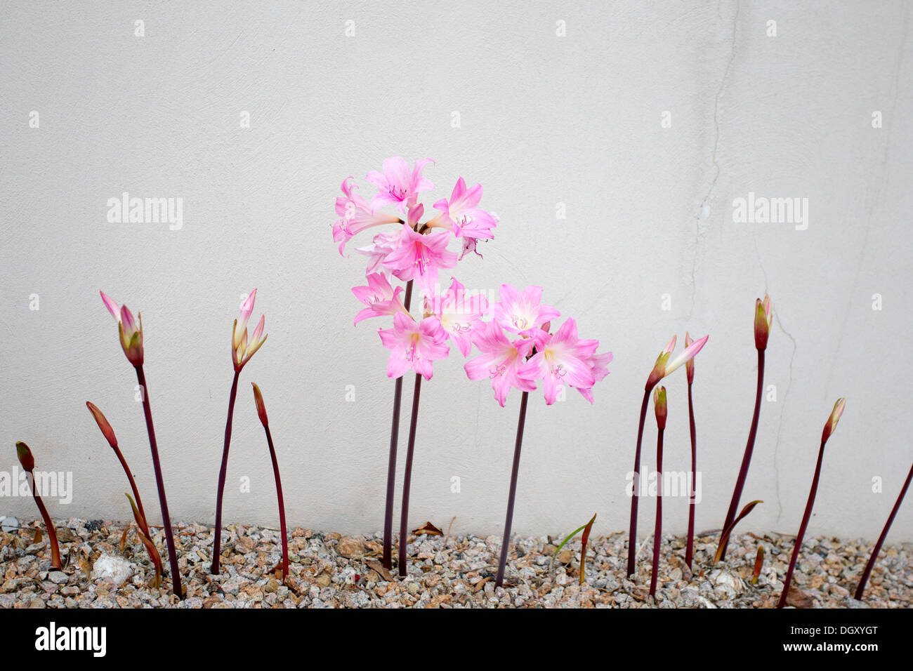 jersey lilies Amaryllis Belladonna Stock Photo, Royalty Free Image