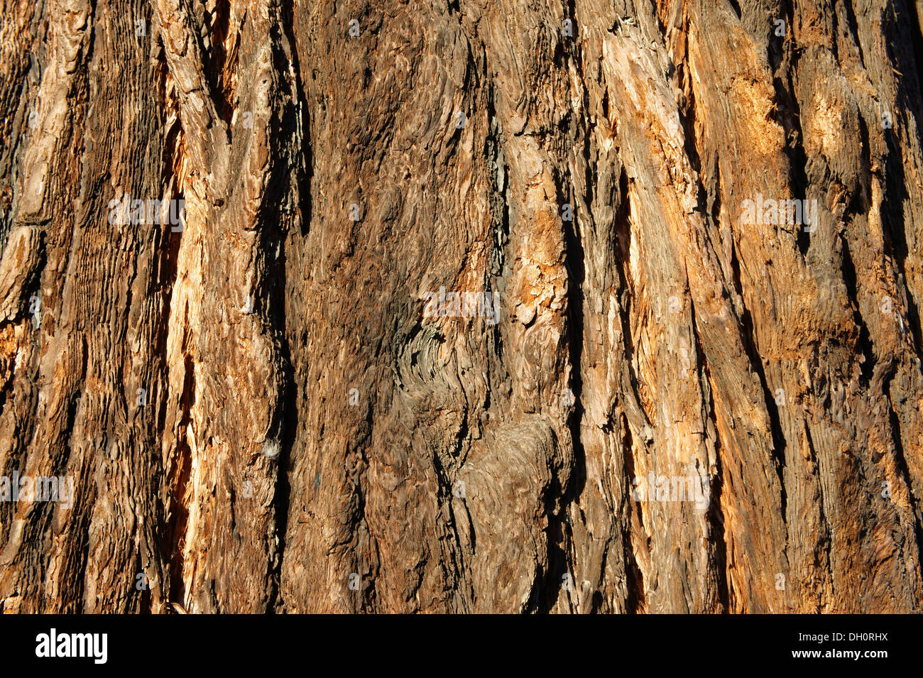 close-up-of-bark-on-the-trunk-of-a-calif
