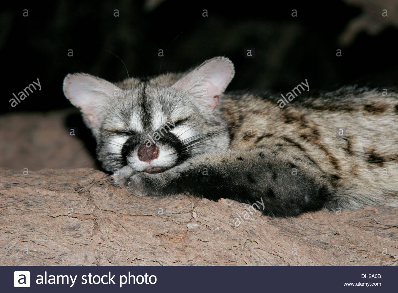 Common Smallspotted or European Stock
