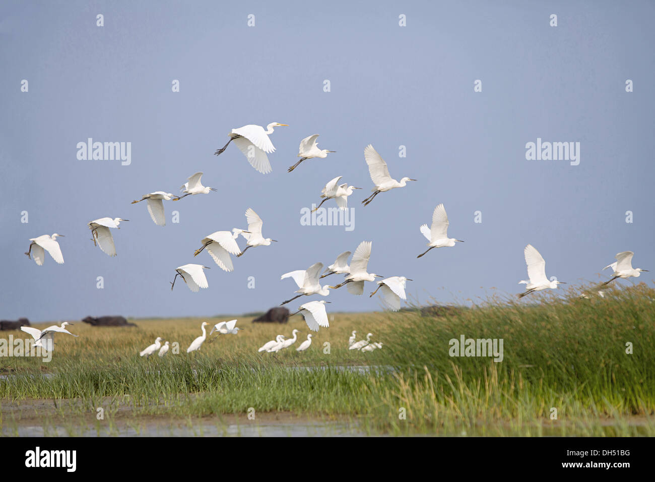 Egrets_flying_Chillika_lake_Orissa_India