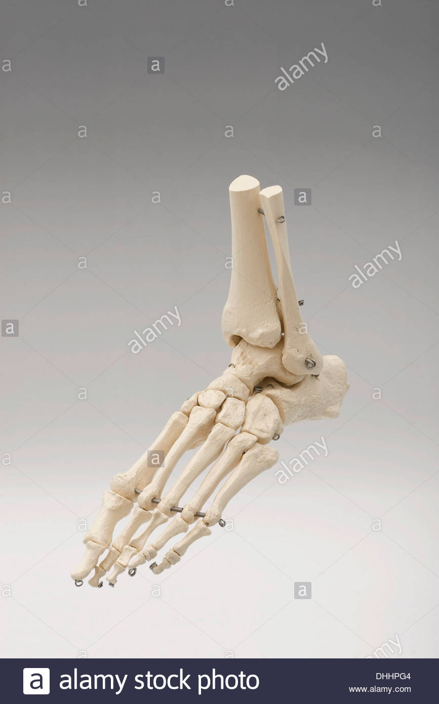 Foot skeleton with tibia and fibula bones attached to the ankle Stock