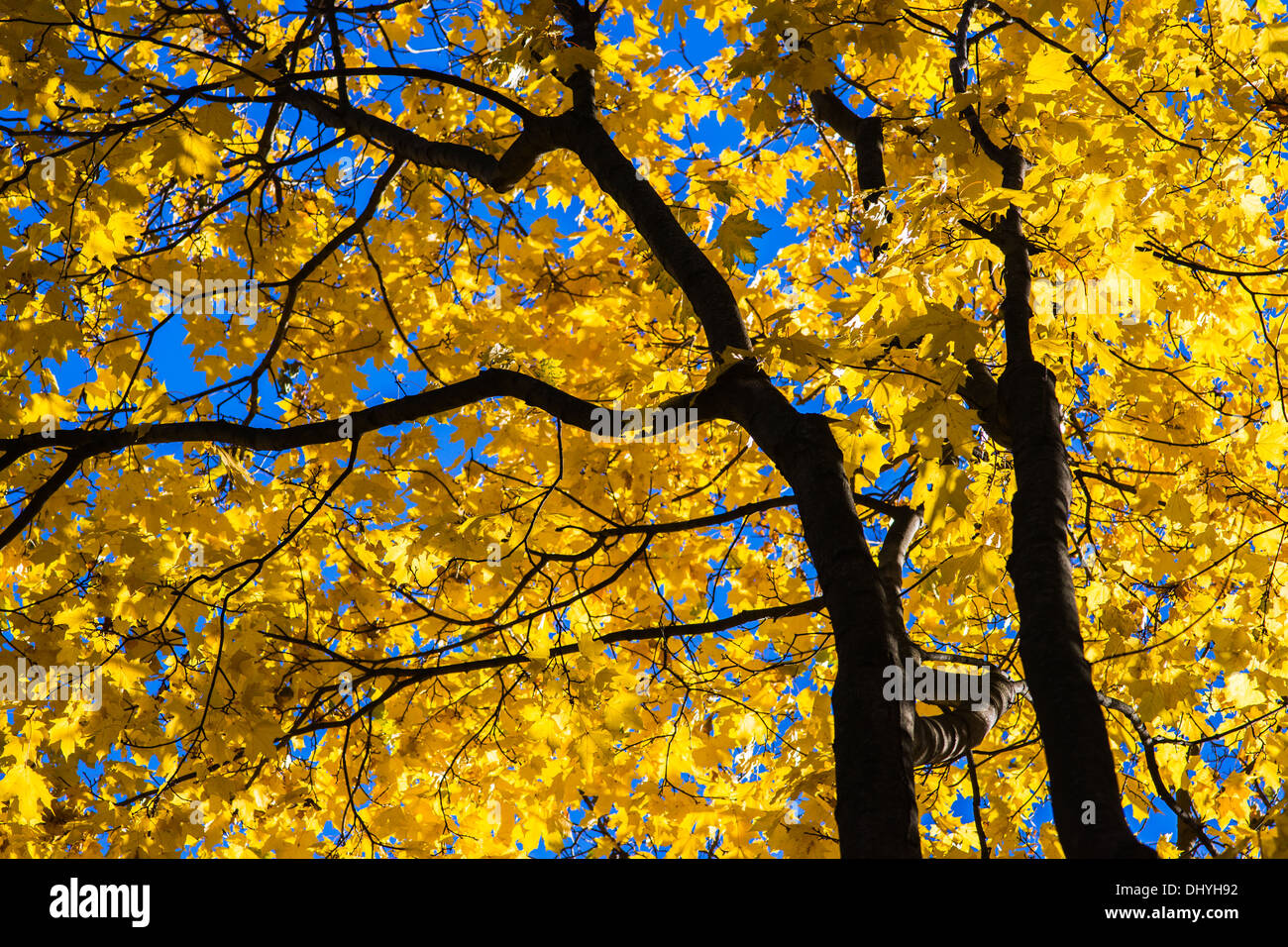 Under The Golden Roof Yellow Leaves And Black Branches Of A Maple Tree