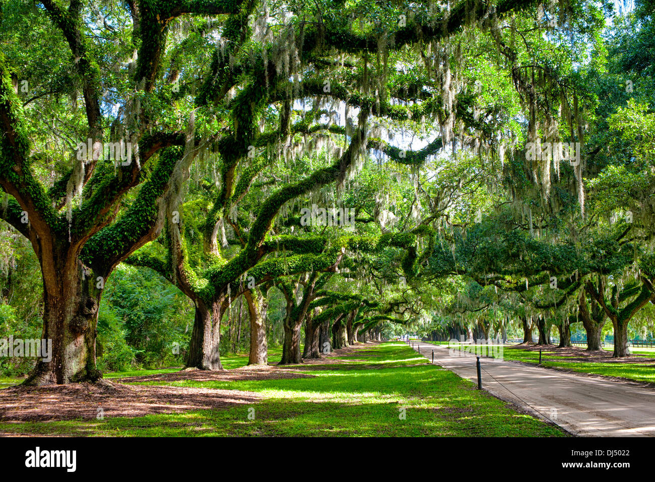 Avenue of Oaks at Boone Hall Plantation in Charleston, South Carolina