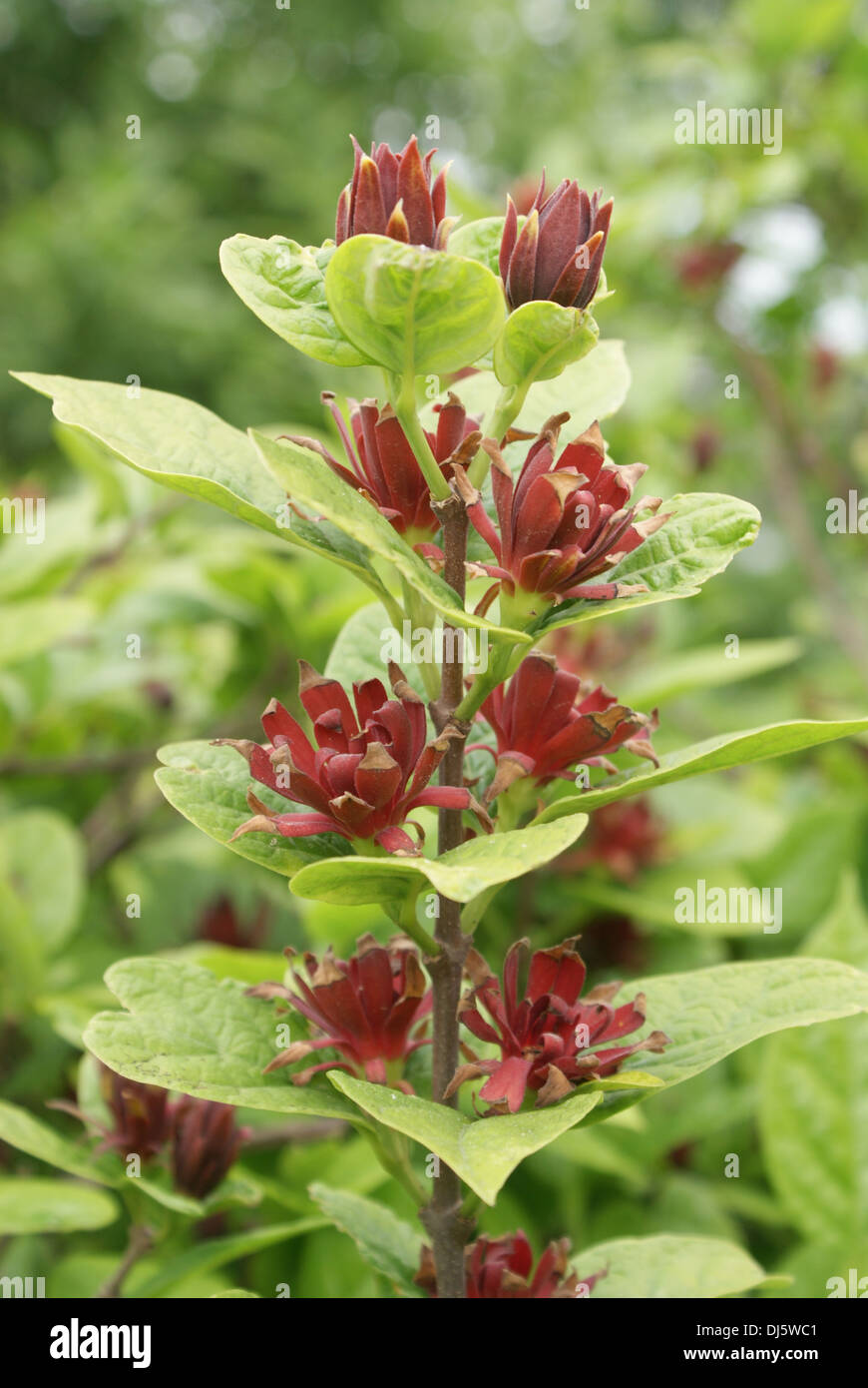 Calycanthus Floridus Hi Res Stock Photography And Images Alamy