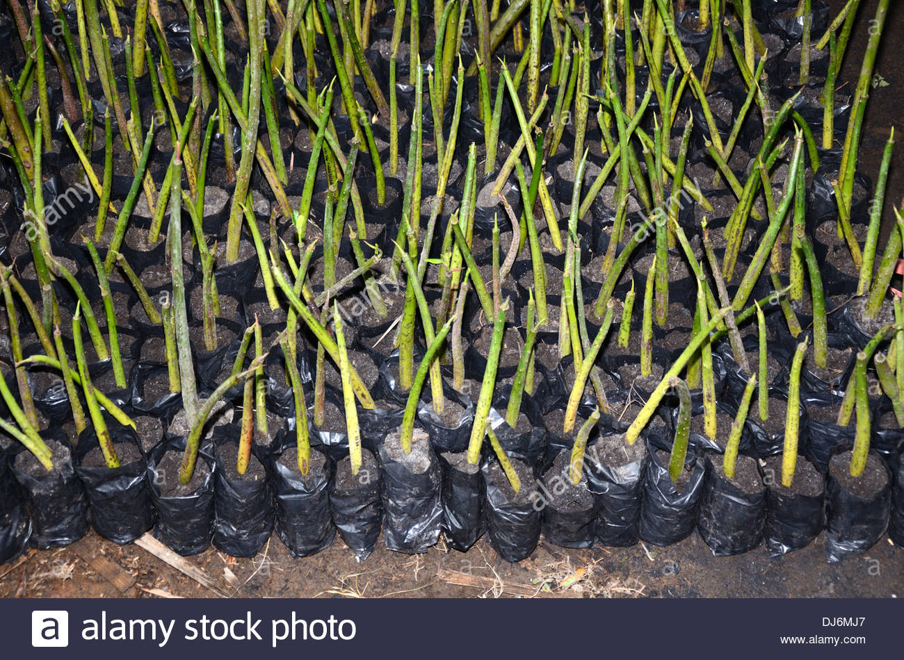 propagules or shoots of mangrove tree in plastic bags of soil await